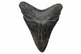 Serrated, Juvenile Megalodon Tooth - South Carolina #383757-1
